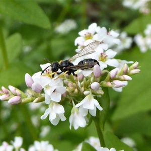 Echter Buchweizen 50 Korn Bild 2