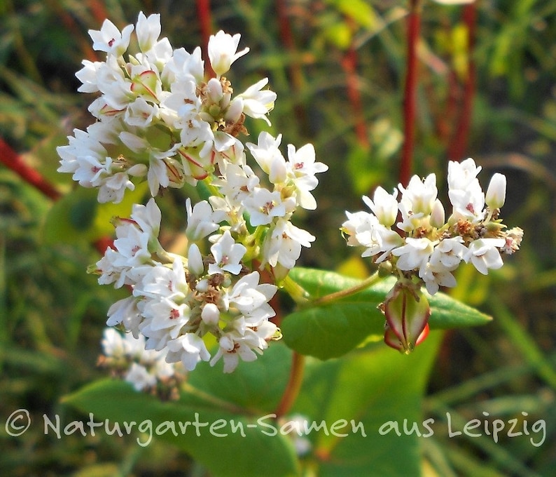 Echter Buchweizen 50 Korn Bild 4