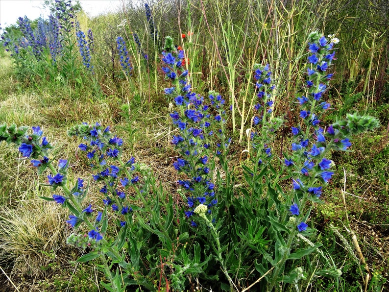 Gewöhnlicher Natternkopf 30 Korn Bild 2