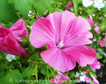 Pink cup mallow (20 seeds)