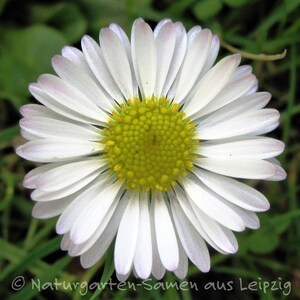 Daisy 50 grains image 3