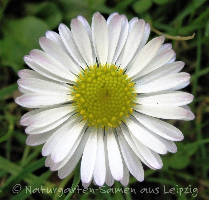 Daisy 50 grains image 3