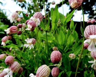 Common catchfly (50 grains)