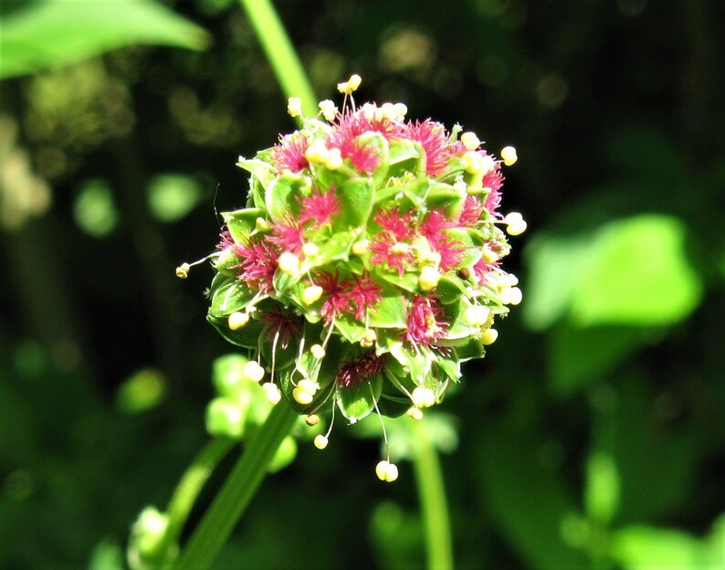 Kleiner Wiesenknopf 30 Korn Bild 2