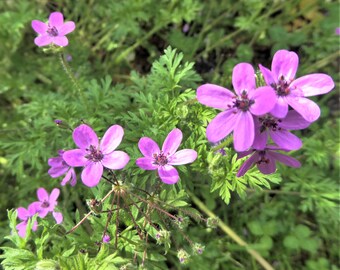 Gewöhnlicher Reiherschnabel (30 Korn)