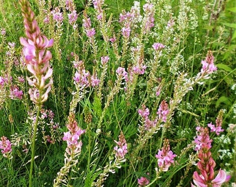 Seed sainfoin (30 grains)