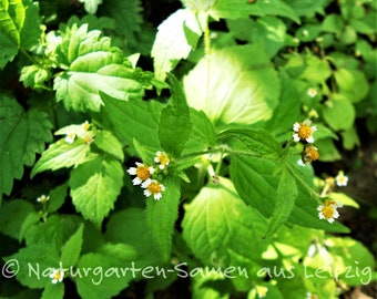 Small-flowered buttonweed (50 seeds)