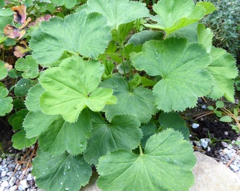 Yellow-green lady's mantle (50 grain)