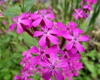 Clove catchfly (100 seeds)