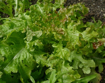 Eichblattsalat Red Salad Bowl (100 Korn)