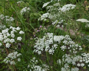 Große Bibernelle (30 Korn)