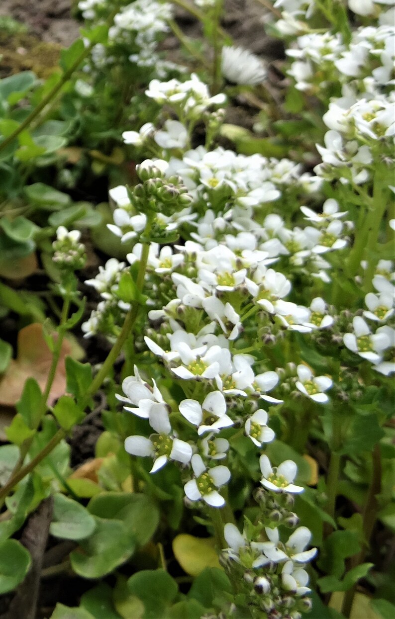 Echtes Löffelkraut 50 Korn Etsy.de