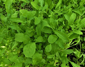 Rucola (100 Korn)