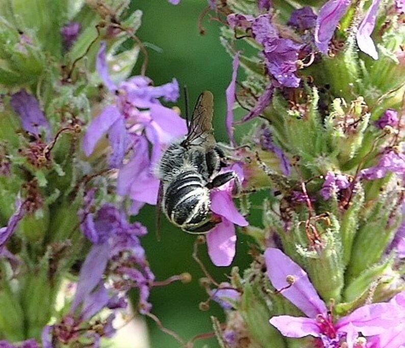 Gewöhnlicher Blutweiderich 200 Korn Bild 7