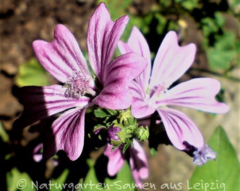 Malva selvatica (30 grani)