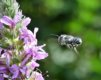 Gewöhnlicher Blutweiderich (200 Korn)