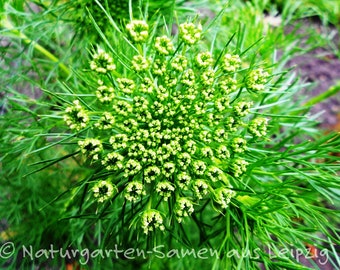 Bishop's herb (30 grains)