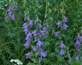 Field Bellflower (100 seeds)