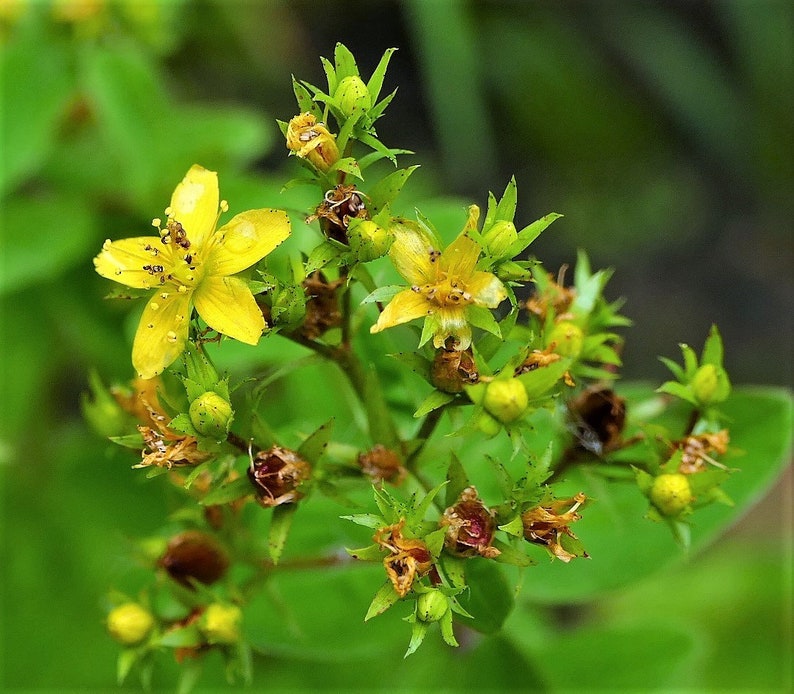 Garten Terrasse Pflanzen Samereien Zwiebeln Hypericum