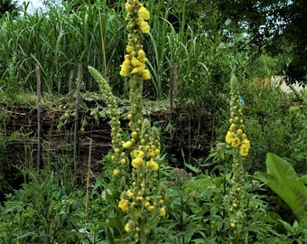 Large-flowered mullein (200 seeds)