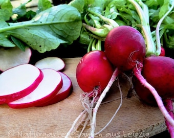 Giant radish butter (50 grains)