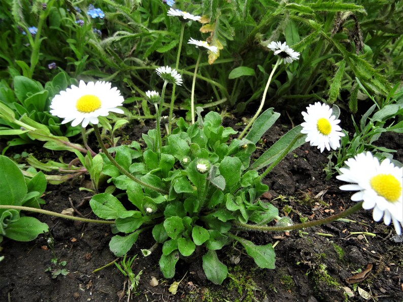 Daisy 50 grains image 4