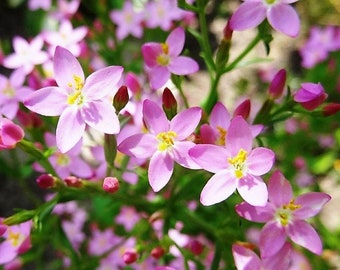 Real centaury (500 grains)