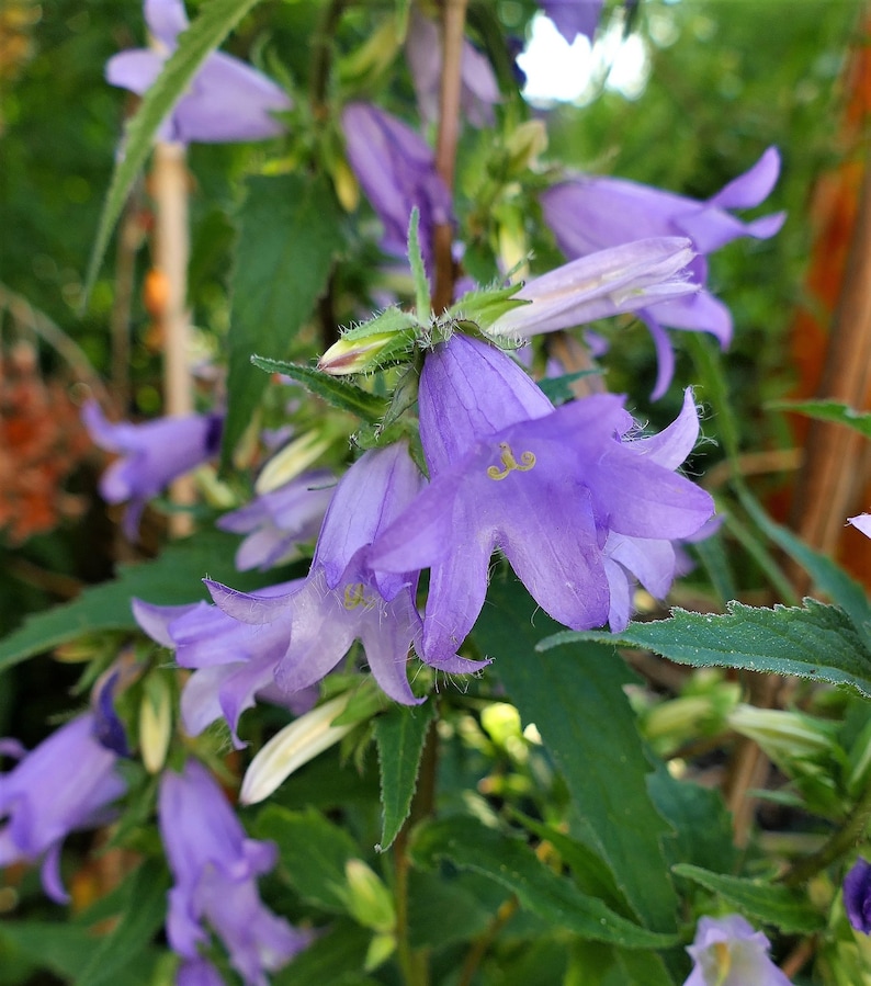 Nesselblättrige Glockenblume 100 Korn Bild 1