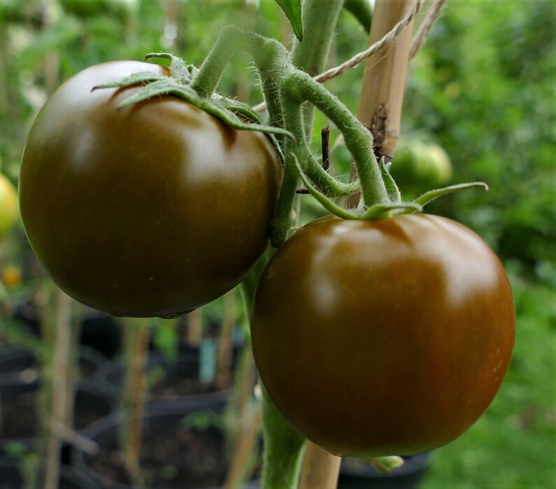 Tomate Pink Tiger 15 Samen