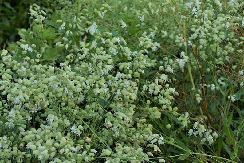 Gewöhnliches Leimkraut 50 Korn Bild 6