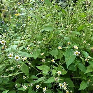 Kleinblütiges Knopfkraut 50 Korn Bild 6