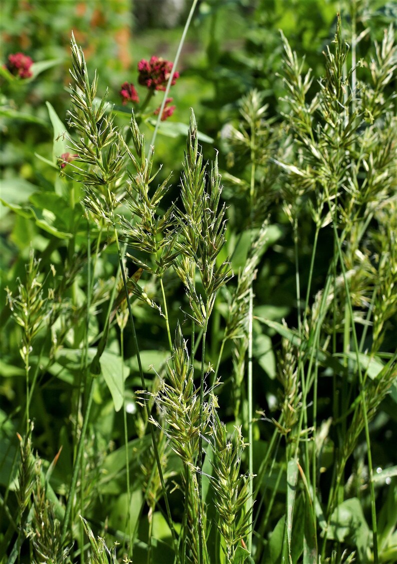 Gewöhnliches Ruchgras 100 Korn Etsy.de