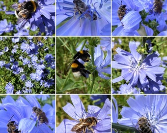 Common chicory (30 grains)