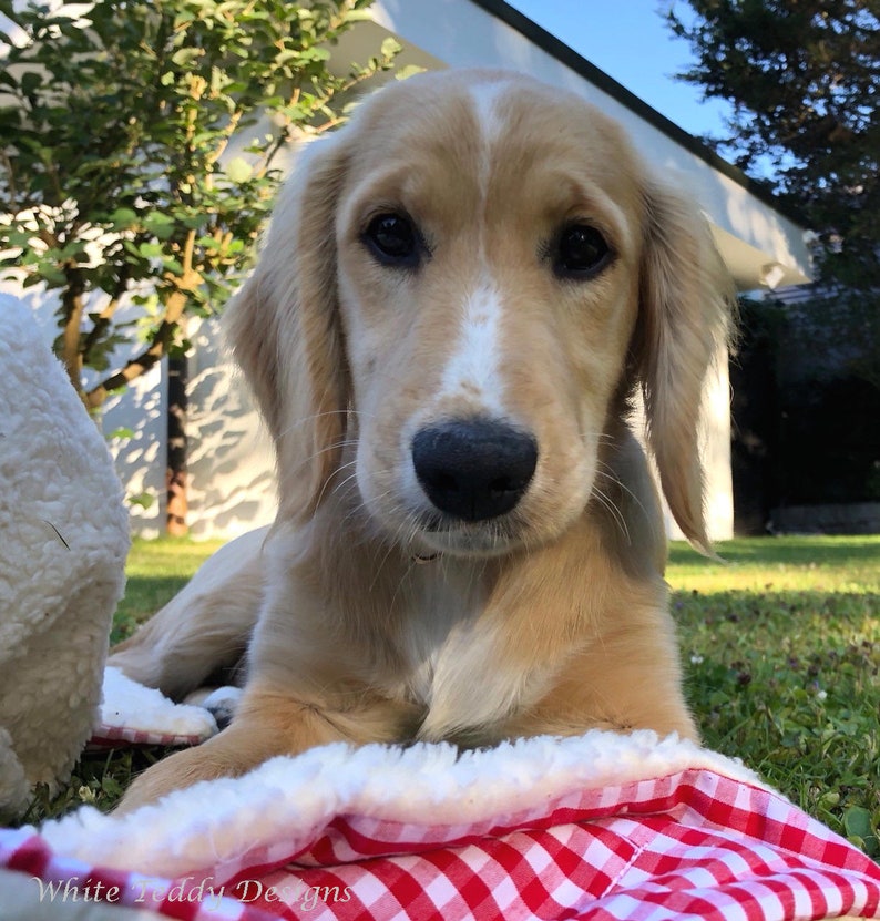Hundedecke Teddyfell Vichy Karo rot/weiss Kuscheldecke Hund Etsy