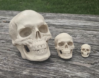 Human Skull Head – 3 Sizes Available | Fast U.S. Shipping
