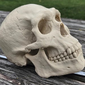 May include: A detailed, off-white human skull replica. The skull features visible sutures, eye sockets, and teeth. The jaw is articulated, and the skull is resting on a wooden surface. The skull is approximately 10 inches long.