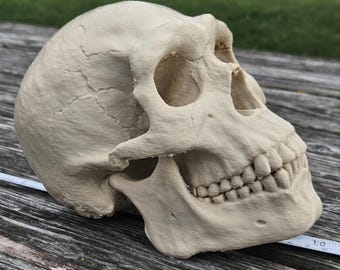 ネアンデルタール人の頭蓋骨のレプリカ - Etsy 日本