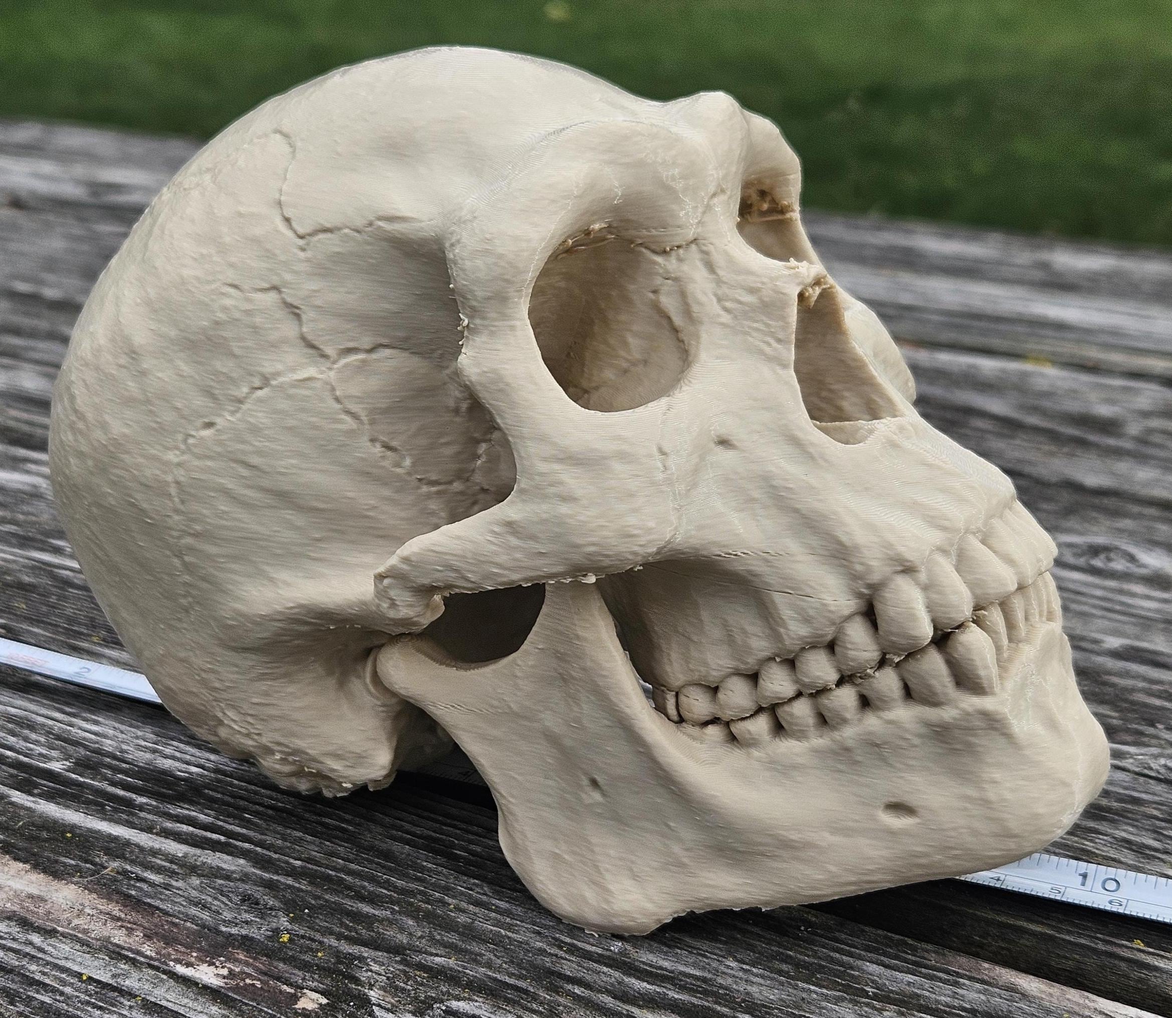 Neanderthal Skull Replica Homo Neanderthalensis Paleoanthropology 3D Printed Prehistoric Human Model
