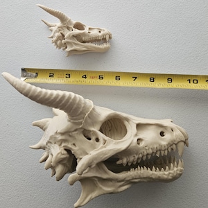 Könnte beinhalten: Zwei cremefarbene Drachenschädel-Skulpturen. Der größere Schädel ist etwa 25 cm lang. Die Schädel weisen detaillierte Merkmale auf, darunter Hörner, Augenhöhlen und scharfe Zähne. Der kleinere Schädel ist eine Miniaturversion des größeren.