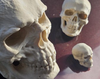 3D-geprinte menselijke schedel • Botkleur, handgemaakt VS