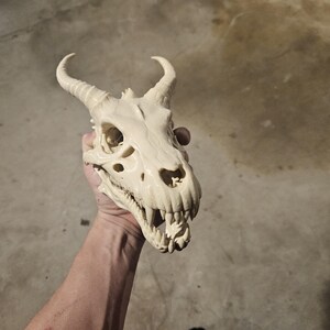 May include: An off-white, cream-colored creature skull featuring two curved, pointed horns extending from the top. The skull displays detailed eye sockets, a nasal cavity, and a jaw filled with sharp, jagged teeth, presenting a realistic bone-like texture.