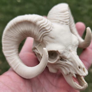May include: An off-white ram skull with prominent, curved horns. The skull displays detailed textures and visible eye sockets, teeth, and nasal cavity. The horns curve significantly, enhancing the skull's striking look. The skull is held in a hand.