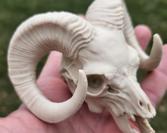 A1 Beige bone color Ram Skull – Realistic Decorative - Made in USA