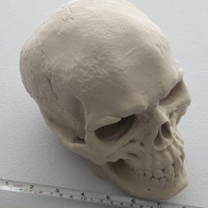 May include: A beige human skull, viewed in profile, with detailed bone structure. The skull is positioned on a white surface, with a measuring tape providing scale. The skull's features include eye sockets, nasal cavity, and teeth.