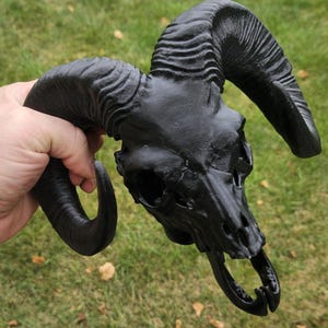 Puede incluir: Un cráneo de carnero negro con cuernos grandes y curvados. El cráneo tiene detalles, incluyendo cuencas de los ojos, cavidad nasal y dientes. Los cuernos tienen una superficie texturizada. El cráneo se sostiene contra un fondo de hierba verde.
