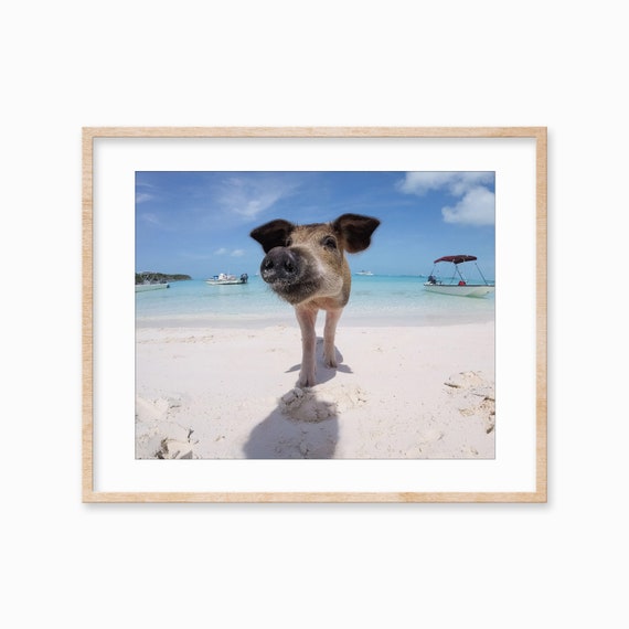 Swimming Pig Beach Print: Bahamas Farm Animal Wall Art (Digital Download)