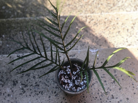 Philodendron Tortum Etsy