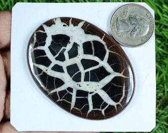 May include: An oval gemstone featuring a distinctive pattern of black, white, and brown. The surface is marked by a network of white lines, giving a cracked appearance. A silver coin is placed beside the stone for size comparison.