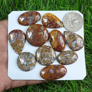 May include: A collection of polished gemstones in various shapes, including oval, teardrop, and round. The stones display a mix of brown, red, and cream colors with unique patterns. A US quarter is included for size reference. The gemstones are displayed on a white surface.