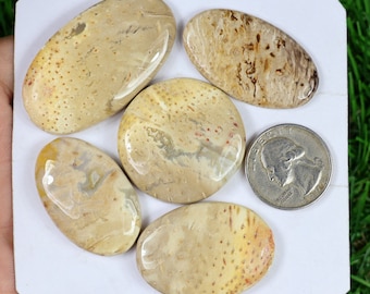Gelber Palm Wurzel Achat Edelstein Lot, 5 Stück 281 Karat, Natürlicher Palm Wurzel Achat Cabochon, glatt handpoliert, Silber Schmuck Edelstein,